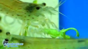 Креветки Амано могут повреждать аквариумные растения
