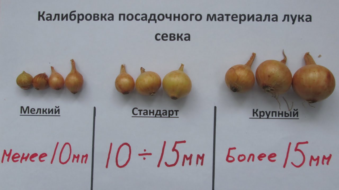 Сколько луковиц в каждом ряду. Лук семенами на репку сорта. Лук репчатый размер семян. Вес средней луковицы.