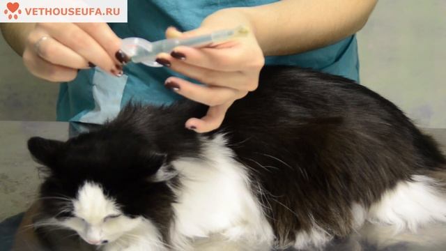 Как дать таблетку кошке при помощи таблеткодавателя смотреть онлайн