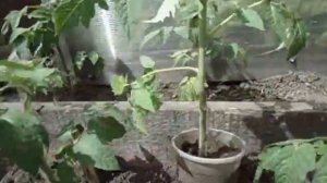 ВЫСАЖИВАЮ ТОМАТ ПЕТРУША ОГОРОДНИК В ОТКРЫТЫЙ ГРУНТ  Видео Ольги Черновой 8 мая