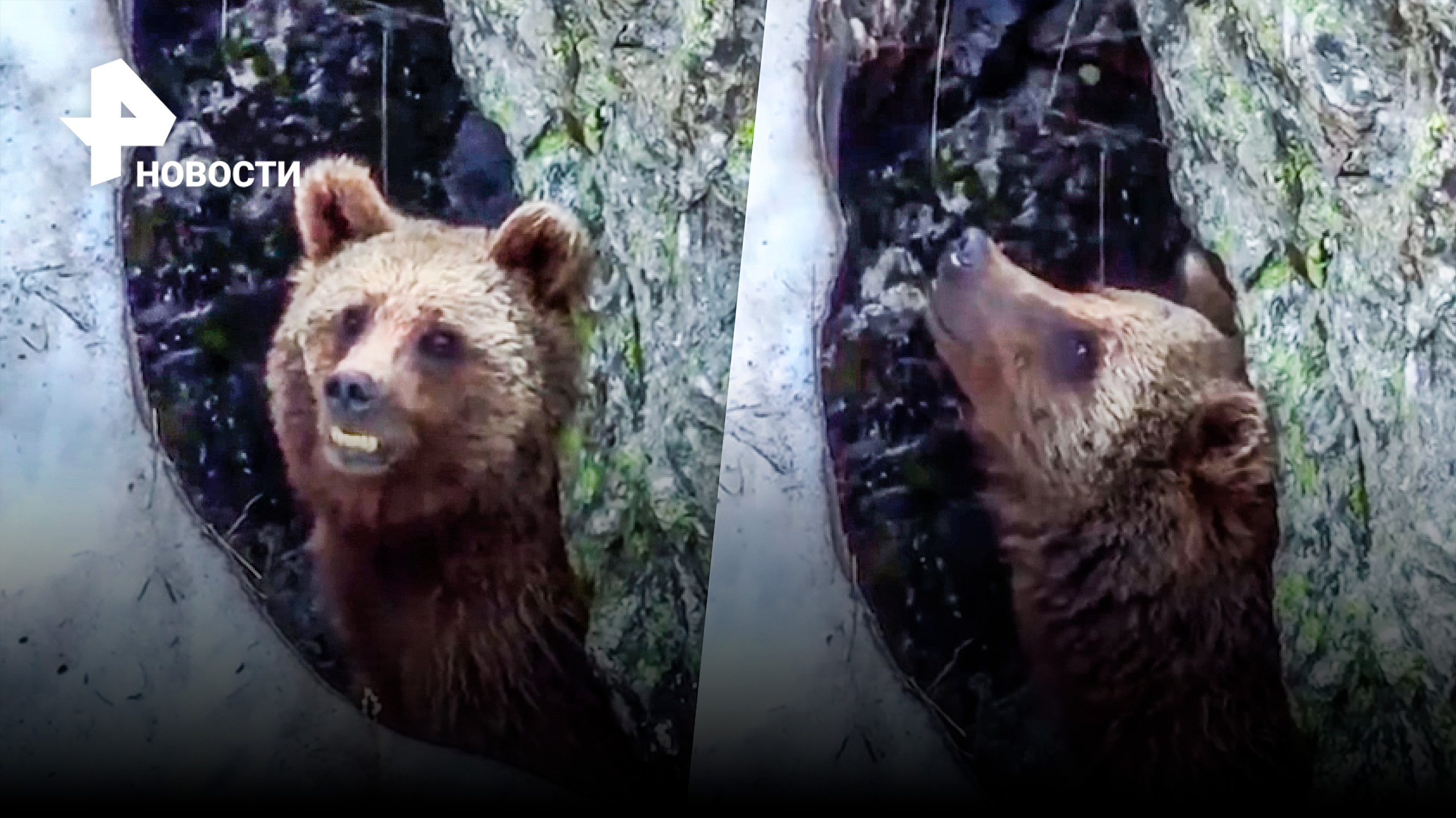 Как медведи на Красной Поляне спасаются от жары / РЕН Новости