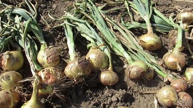 Сколько можно сушить лук после уборки на грядке и другие секреты #деревенскиебудни#уборкалука