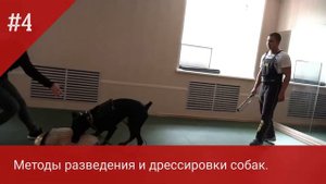Курсы обучения кинологов