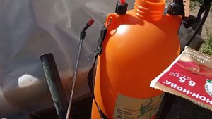 Завязались плоды-срочно обрабатываем от вредителей!!!
