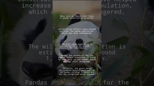 5 Unique Facts About Pandas