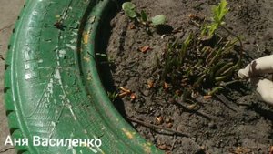 Как очистить хосту после зимовки
