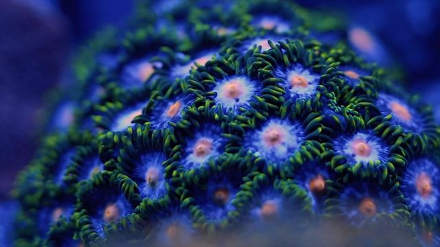 Zoanthus spp или Зоантусы