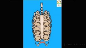 Анатомия человека 8 класс. Вдох и выдох.