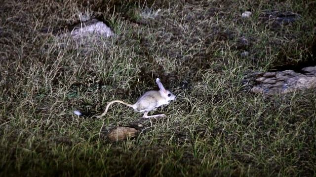 тушканчик смотреть онлайн