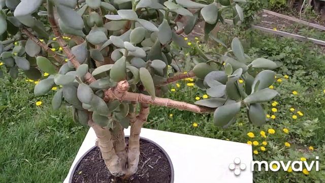 Обрезка толстянки/денежного дерева✂?