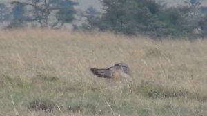 Чепрачный шакал – воплощение наглости, хитрости и находчивости!