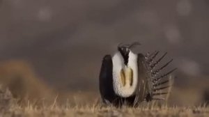 Шалфейный тетерев