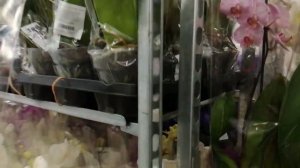 Орхидеи и другие цветы в Леруа в Ростове-на-Дону