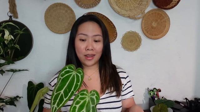 Anthurium Hybrid in my collection смотреть онлайн