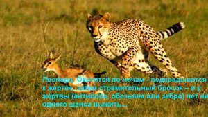 Животный мир саванны