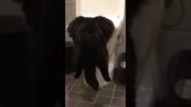 несгибаемый кот