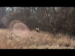 Январский фазан в посадках и как я его мазал))