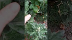 Ханенбург одноголовая хризантема в открытом грунте.