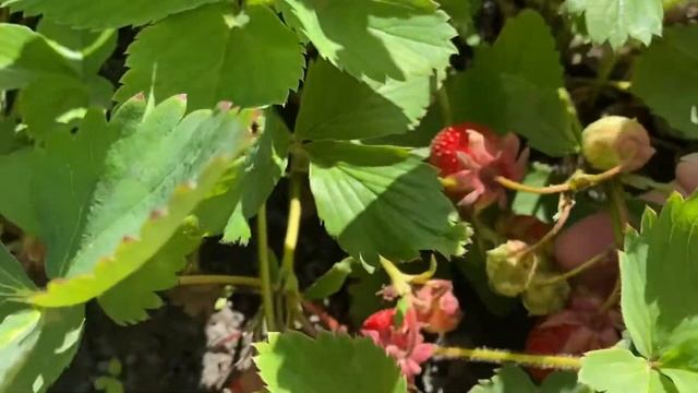 Какие сорта клубники выбрать на свой участок. смотреть онлайн