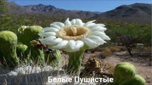 ЧТО ЗА ЦВЕТЫ? Интересные факты/ОТВЕТЫ на ваши ВОПРОСЫ???