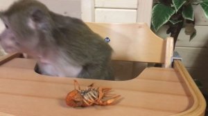 Театр одного актёра Маша и рак