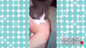 Котенок из аптеки. Видели видео? Фрагмент выпуска от 12.12.2021