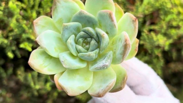 Echeveria ‘Pure Love’ смотреть онлайн