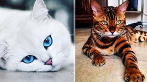 Восхитительные необыкновенные  красивые породы кошек в мире.