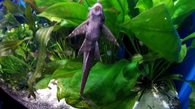 МОСКВАРИУМ на ВДНХ ВОЛШЕБНОЕ ЗРЕЛИЩЕ ! (Oceanarium in Moscow) смотреть онлайн