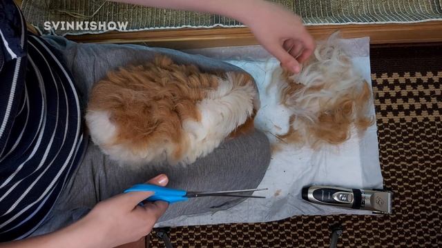 Подстригла И Побрила МОРСКУЮ СВИНКУ. ОН ПРОСИЛ ОСТАНОВИТЬСЯ! SvinkiShow смотреть онлайн
