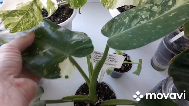 КОМНАТНЫЕ РАСТЕНИЯ(ЦВЕТЫ).ОБЗОР БАЛКОНА. смотреть онлайн