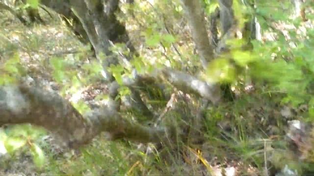 Осторожнее в Крымских лесах, на деревьях змеи ? .38 смотреть онлайн