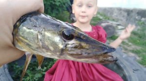 #Ужас.? #ЩУКА  укусила  Karinu!!! #Черепаха испугалась щуку.