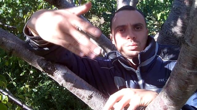 Выращивание малины отличия ремонтантной малины от обычной