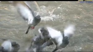 Большие сомы на охоте и чем они питаются