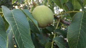 Переезд на юг. Варенье из грецких орехов - первый этап. Станица Натухаевская.