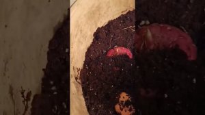 Гладиолусы. Посадка в кашпо. Подготовка перед посадкой в открытый грунт.