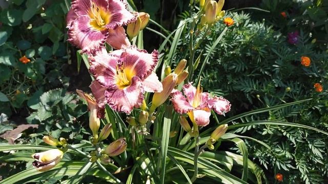 МОЙ ОГОРОД 2021 ОБЗОР ОВОЩНЫХ КУЛЬТУР смотреть онлайн