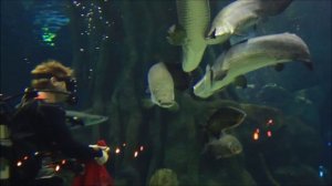 Кормление пираний, акул и арапайм (видеосет)