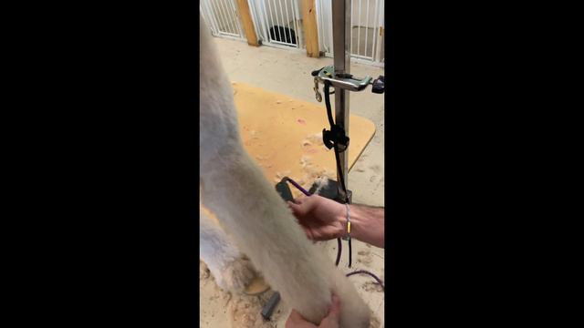 Dog Grooming - How to Groom a Standard Poodle