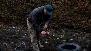 Уникальный метод утепления на зиму кустарников!Утепление Инжира!Инжир в Одессе!Инжир на юге Украины