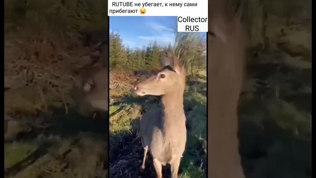 Рутуб или ютуб ?