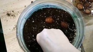 Как вырастить грецкий орех из орешка?