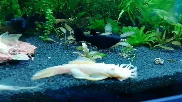 Сом Анциструс золотой. смотреть онлайн