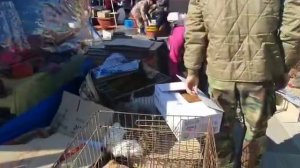 Птичий рынок в Корее