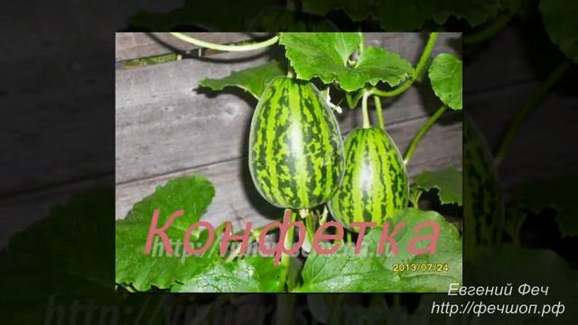 Помидоры Акция! смотреть онлайн