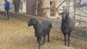 Гиссарские овцы Кыргызстан. Анвар Рустемов +77017224679(ватцап) Казахстан, Шымкент