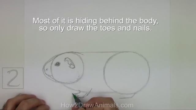 How to Draw a Guinea Pig смотреть онлайн