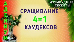 Адениум. Как сформировать красивый каудекс. Сращивание адениумов каудексами.