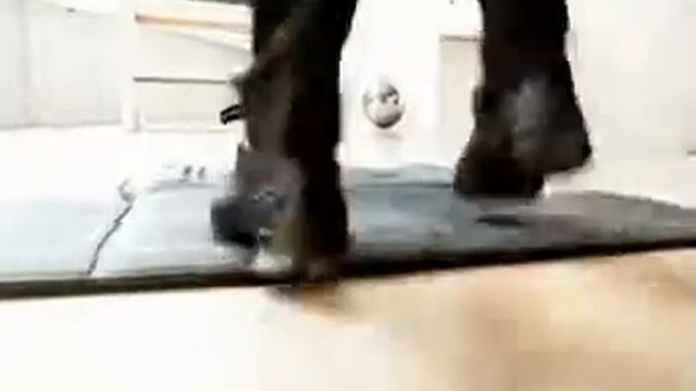 Domyos Fitness Exercises